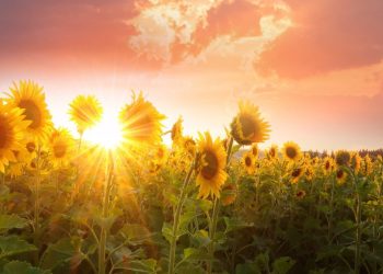 Sunflower-Farm-SFF-la-gi