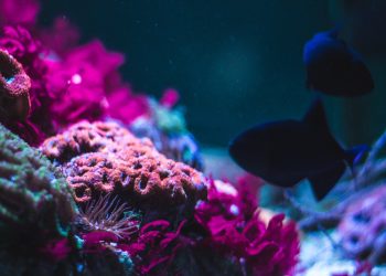 reef-finance-reef-la-gi