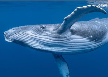 Các "cá mập" lặng lẽ mua Bitcoin trong khi thị trường hoảng loạn về đợt giảm giá