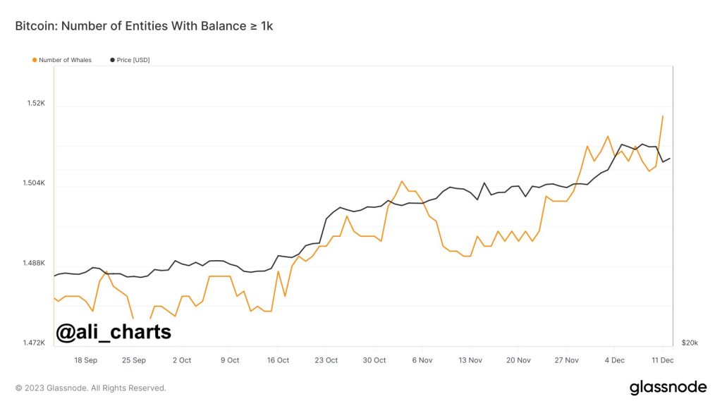 Các cá mập có trên 1000 bTC liên tục tăng trong giai đoạn gần đây. Nguồn: @ali_charts trên X